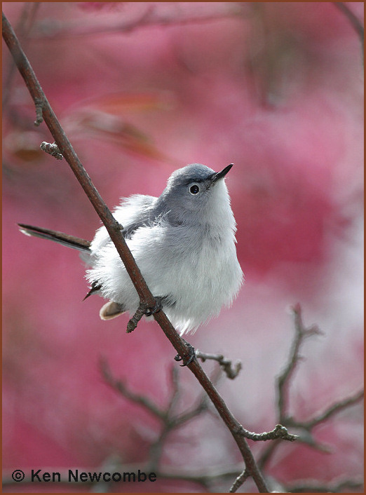 Blue-Gray Gnatcatcher